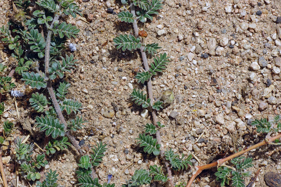 Tribulus terrestris / Tribolo